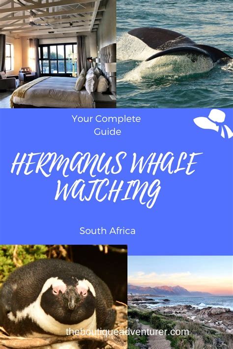 Ultimate Guide to Whale Watching Hermanus